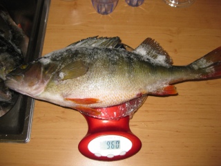 Ahven 960 g