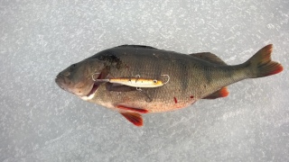 Ahven 1,07 kg