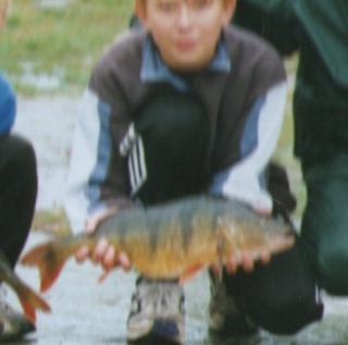 Ahven 1,65 kg