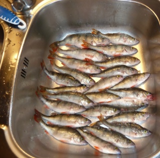 Ahven 1,20 kg