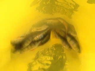 Ahven 530 g