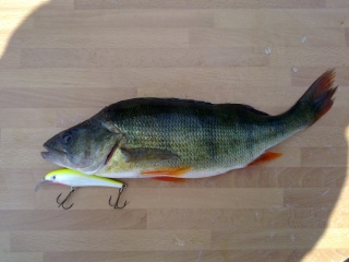 Ahven 530 g