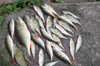 Ahven 10,00 kg