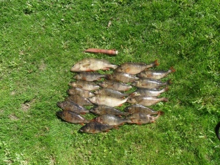 Ahven 5,50 kg