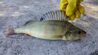 Ahven 650 g