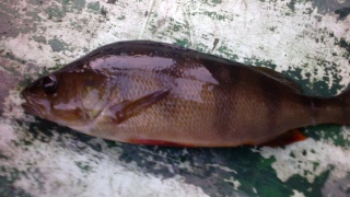 Ahven 240 g