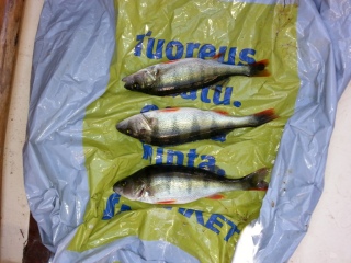 Ahven 400 g