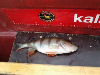 Ahven 250 g