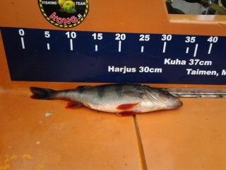 Ahven 430 g