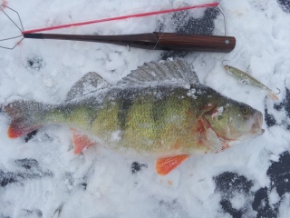 Ahven 1,37 kg