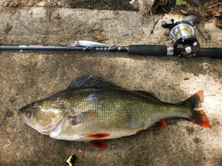 Ahven 1,55 kg