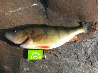 Ahven 840 g