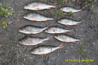 Ahven 3,10 kg