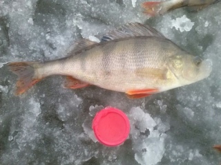 Ahven 310 g