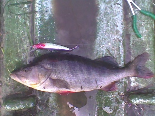 Ahven 1,10 kg