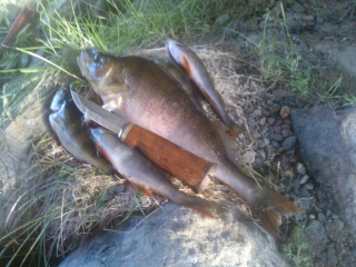 Ahven 400 g