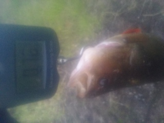 Ahven 760 g