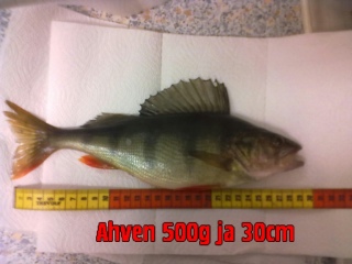 Ahven 470 g