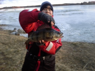Ahven 1,41 kg