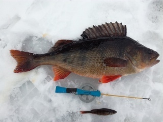 Ahven 1,38 kg