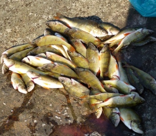 Ahven 5,80 kg