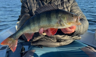 Ahven 1,33 kg