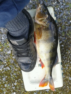 Ahven 1,06 kg