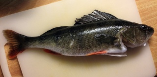 Ahven 470 g