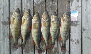 Ahven 3,50 kg