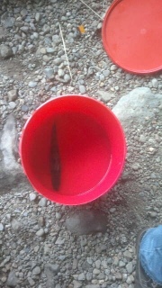 Ahven 450 g