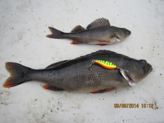 Ahven 400 g
