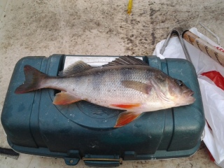 Ahven 640 g