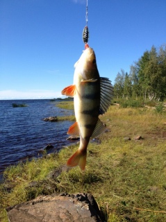 Ahven 5,50 kg