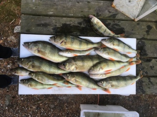 Ahven 3,70 kg