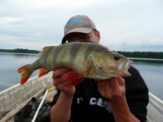 Ahven 1,12 kg