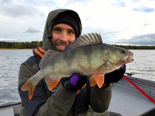 Ahven 1,10 kg