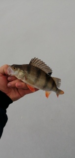 Ahven 240 g
