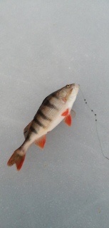 Ahven 1,32 kg