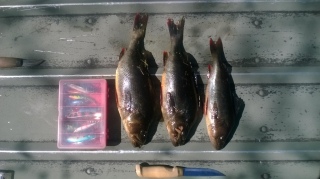 Ahven 1,27 kg