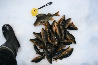 Ahven 5,45 kg