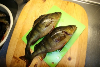 Ahven 3,43 kg