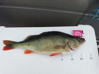 Ahven 1,02 kg