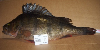 Ahven 2,00 kg