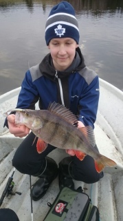 Ahven 1,16 kg