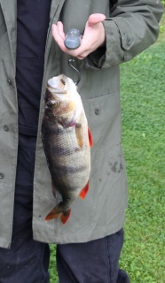 Ahven 1,07 kg