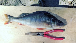 Ahven 1,20 kg