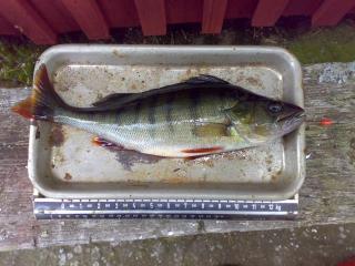 Ahven 550 g