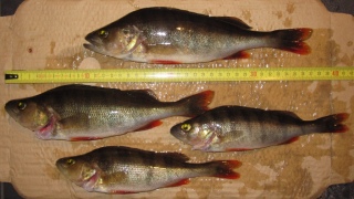Ahven 300 g