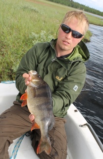 Ahven 1,20 kg