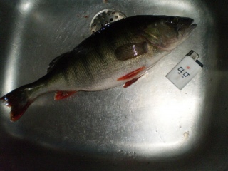 Ahven 700 g